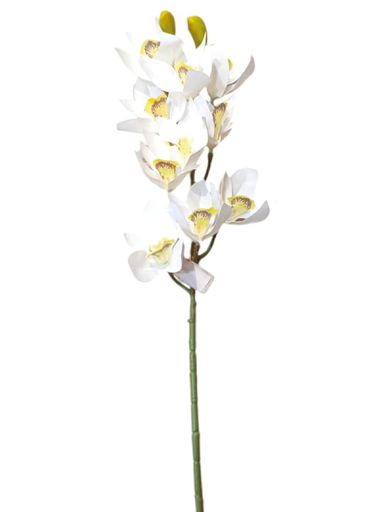[IH1003] O. Cymbidium