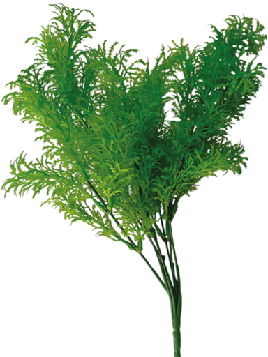 [IH1018] H. Colorida